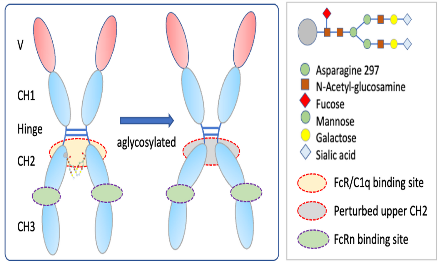 Regarding Aglycosylated Antibody Therapeutics